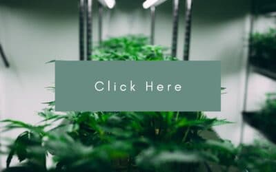 Cannabis co-ops seek to bring small producers, processors into legal market