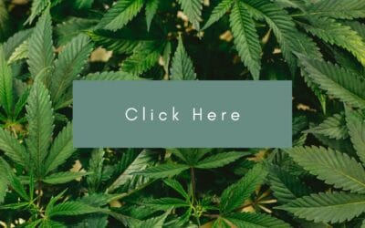 B.C. cannabis co-op hopes to become largest collective producer in the world: organizer
