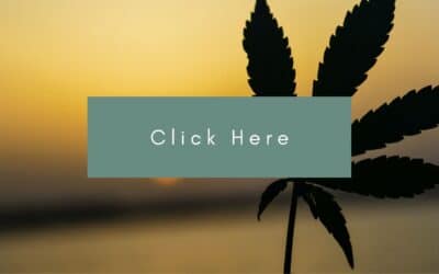 Small-scale medical cannabis producers launch co-op