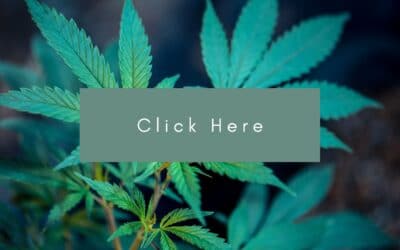 Craft cannabis co-op group releases report