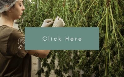 No growth: Canada’s craft cannabis producers mired in red tape