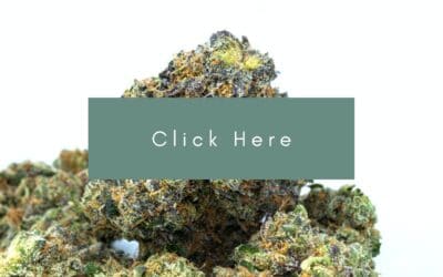 Micro madness: How B.C.’s craft cannabis industry is losing out on legalization