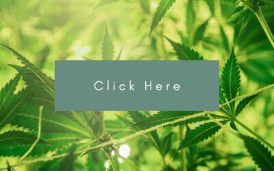 Cannabis promoters call for ‘reset’ of federal pot rules