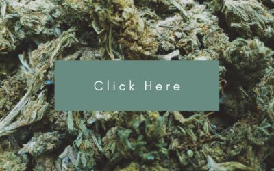 BC Bud Producers Say New Regulations Will Weed Out Small Growers
