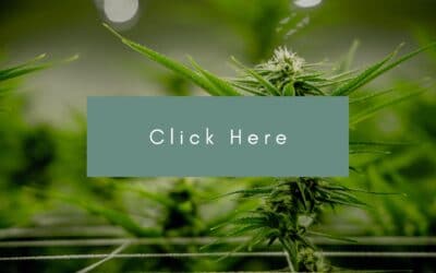 OPINION: A matter of survival: Federal changes needed to allow Canada’s craft cannabis industry to grow