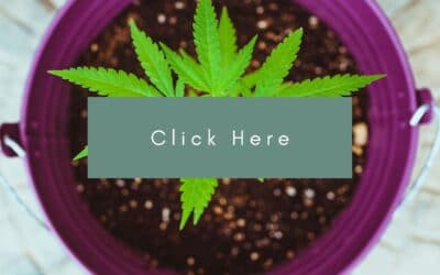 BC Craft Cannabis Co-Op Enters Final Stage of Incorporation; Second Phase of Consultation Launched