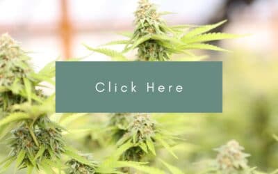 Freeing craft cannabis from ‘grey market’ worth $3 billion to B.C: report
