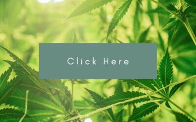 COLUMN: Nelson Chamber of Commerce advocating for cannabis industry