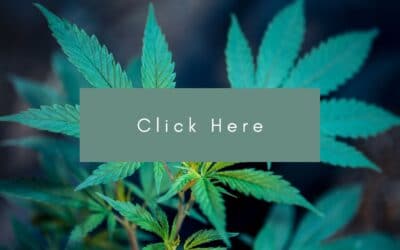 B.C. cannabis sales disappoint: ‘It’s in everybody’s interest to get small growers into the game’