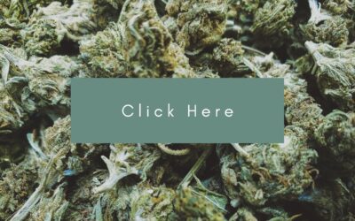 B.C. cannabis co-op approved for incorporation on 4-20 day