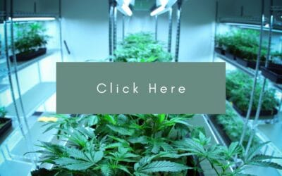 Cannabis growing facilities up for sale across B.C.