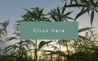 Craft cannabis growers seek role in COVID recovery