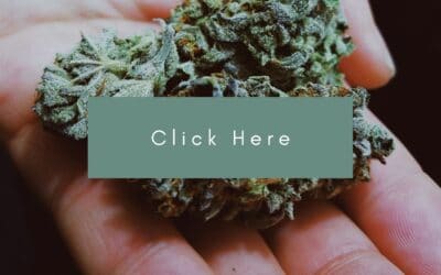 Cannabis companies are finding it tougher than ever to navigate the market