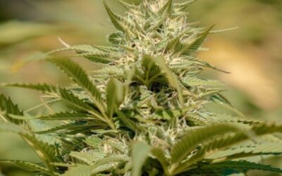 News Release: BC needs to accelerate the implementation of Craft Cannabis Policies; Significant opportunities are being lost in all regions