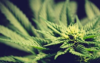 RESPONSE TO HEALTH CANADA REQUEST: DRAFT GUIDANCE ON PERSONAL PRODUCTION OF CANNABIS FOR MEDICAL PURPOSES