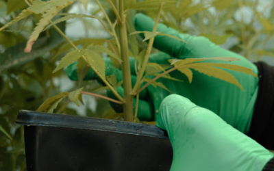 BC Craft and Medical Cannabis Occupational Health and Safety Survey Results